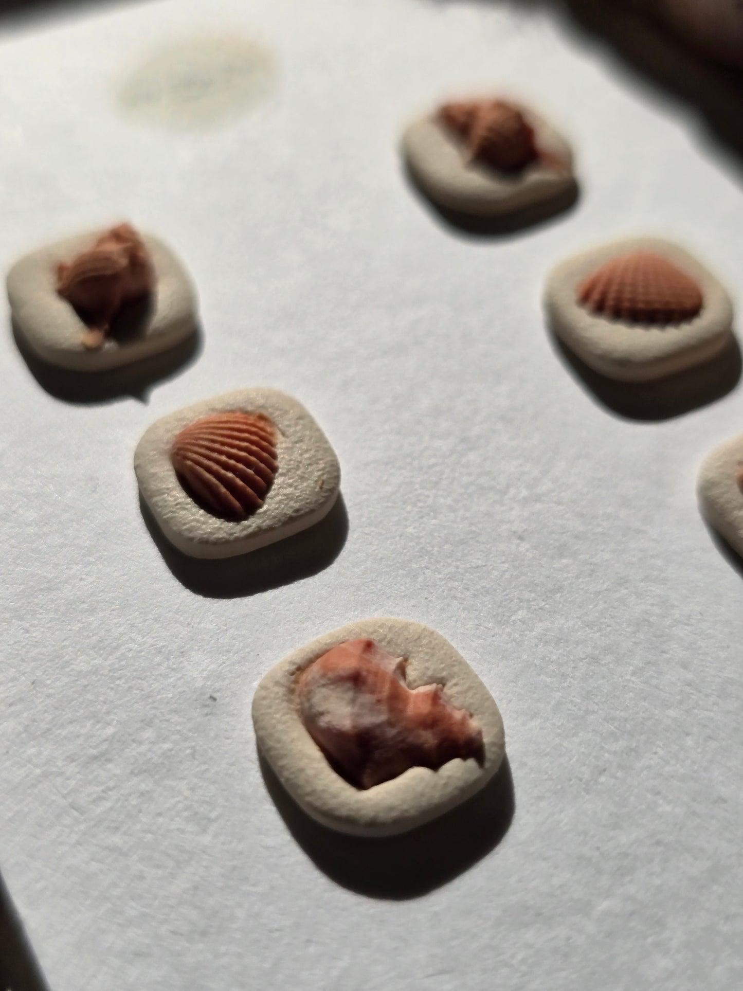 Shell stud pack